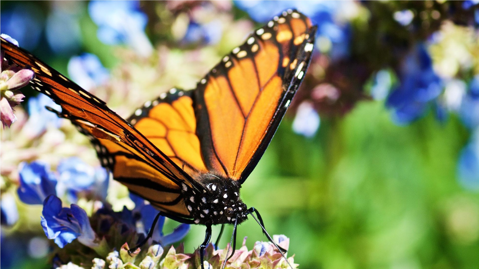 Lesson 11 - Monarch Butterfly